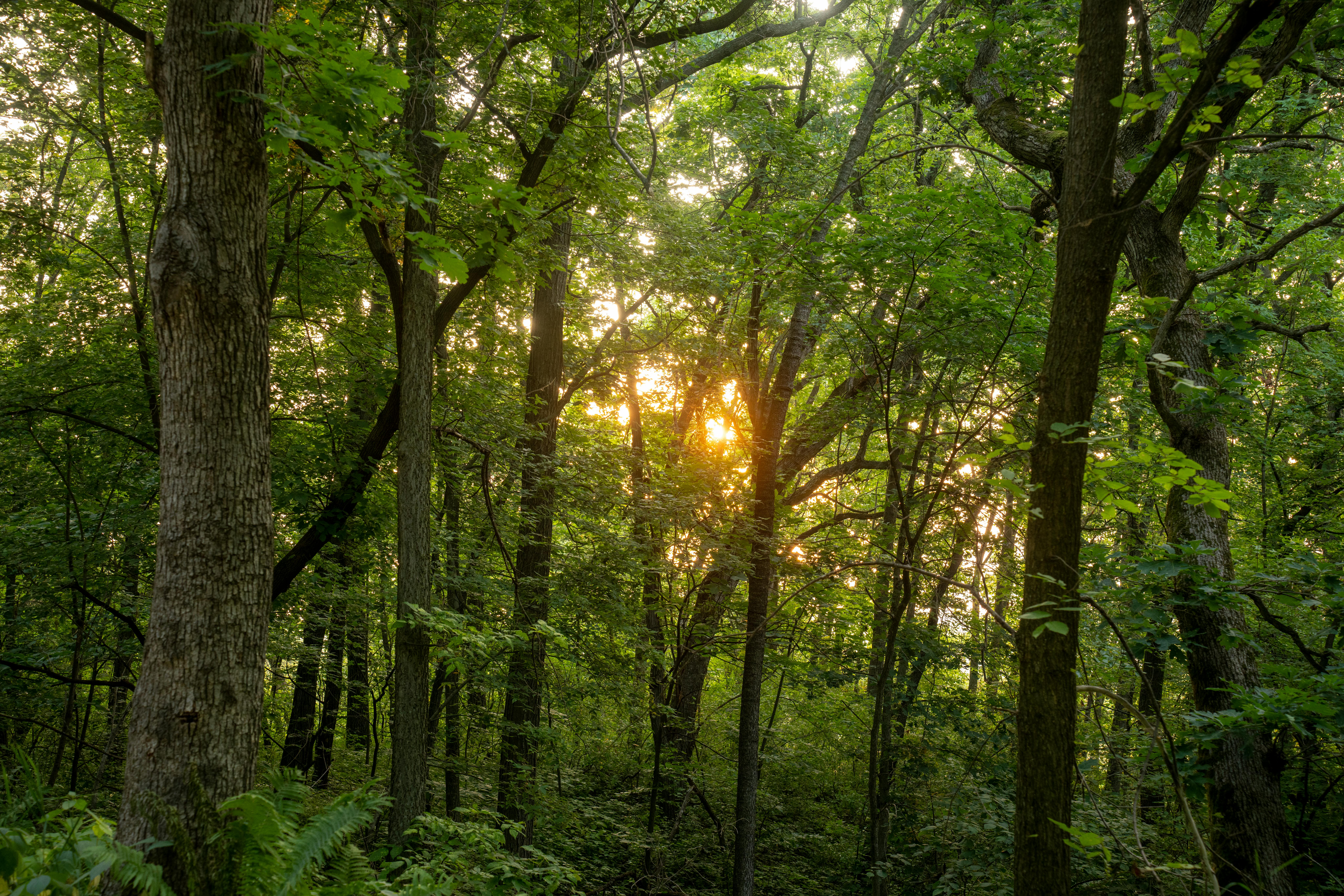 Forest landscape representing a calm therapy environment